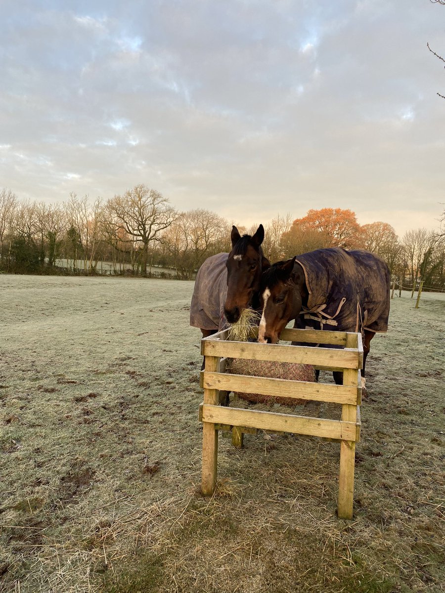 Keeping warm with our lovely hay😋😍❄️ #happyhorses #lifeafterracing