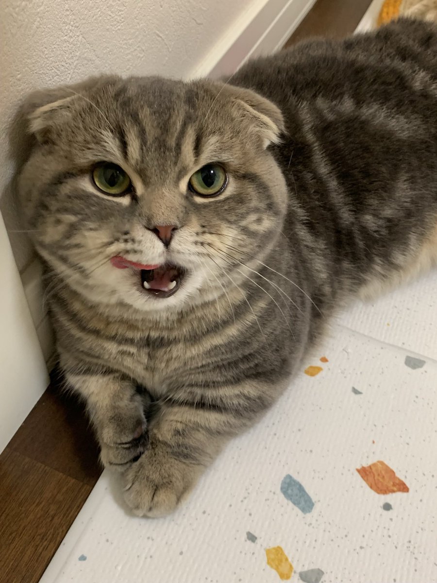 takopi_cat's tweet photo. ⬅️インスタ                        Twitter➡️ https://t.co/t0Own2Nw8K