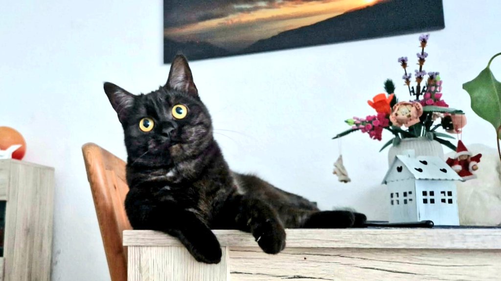 Wir haben ein neues Familienmitglied🥰🐱