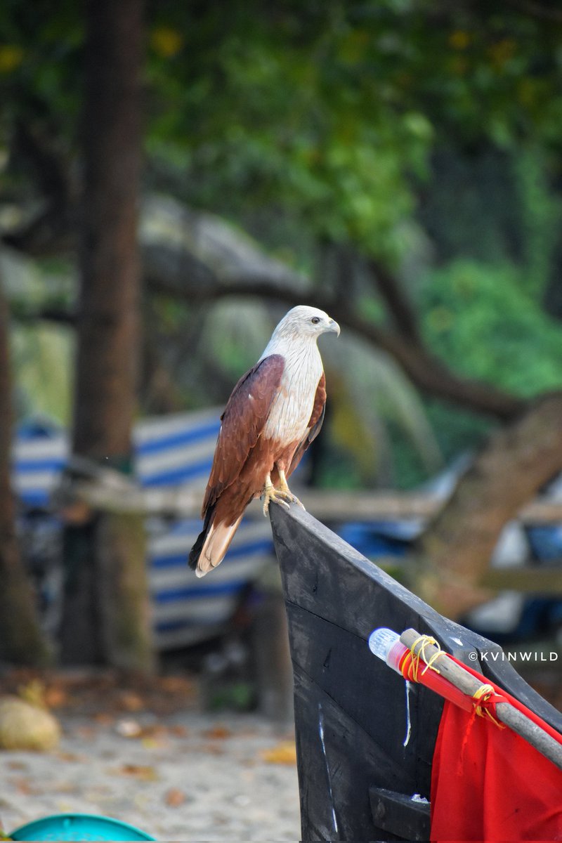 Brahminy Kite – at Fort kochi beach.
#brahminykite #beach #kochi