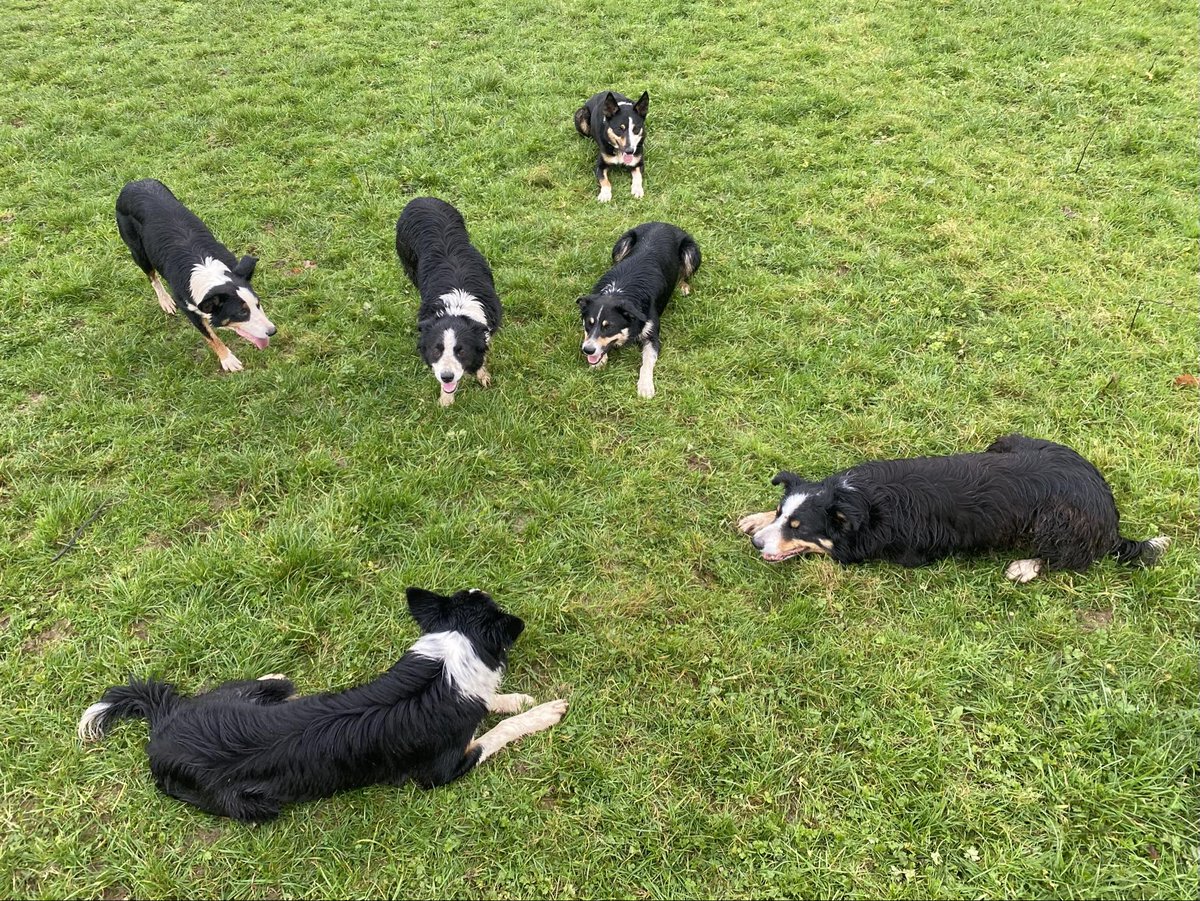 Tuesday morning Team Meeting to discuss game play tactics for the next ball 🥎 throw 🤣🤣

#BorderCollie #BorderCollieLovers #BorderCollieLife