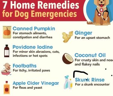 #DogCare #PetHealth #HomeRemedies #DogEmergencies #NaturalPetCare #PetFirstAid #DogHealthTips #EmergencyCare #DIYPetCare #HealthyPets #PetWellness #HolisticPetCare #NaturalHealing #PetSafety