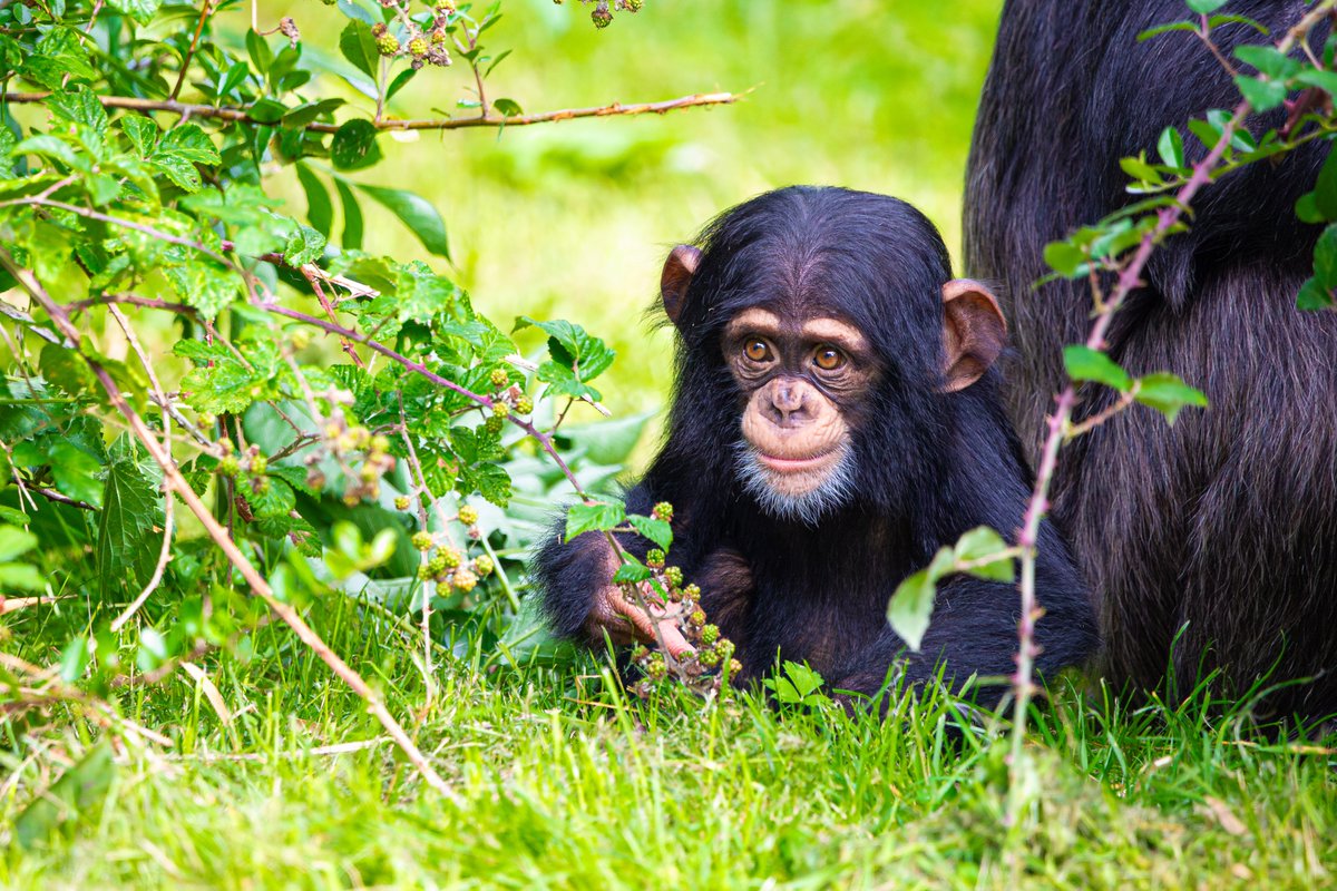 Just 2 days until #COP28 where governments meet to agree how they can work collectively🤝 to tackle the big issues facing our planet🌍

Check-out our resource packs examining how WE can all work together on these important issues &amp; help #preventextinction

chesterzoo.org/schools/suppor…