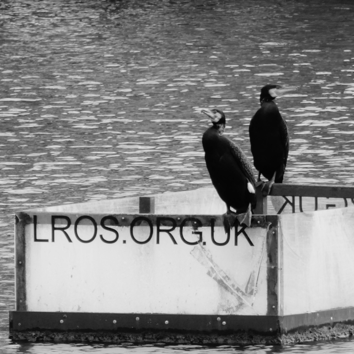 jonathanphills's tweet photo. The cormorants of Leicestershire 😁

#leicestership #wildlife #nature #cormorant #reservoir #trainee #counsellor #counsellingstudent #psychotherapist #therapist #psychologystudent #TherapistTwitter https://t.co/uh99N9zVpF