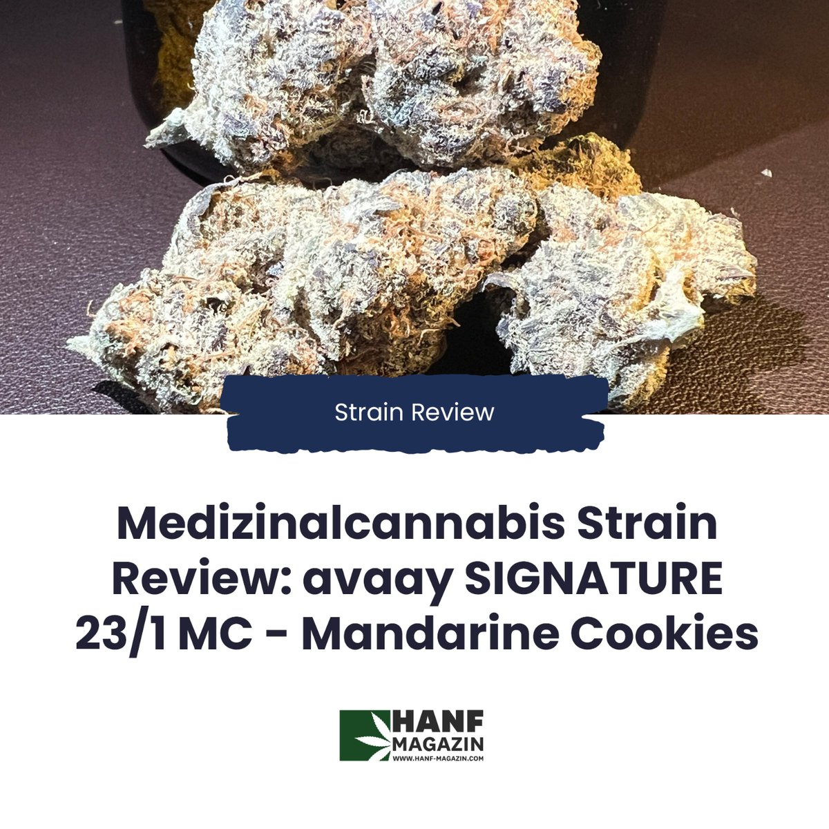 hanfmagazin's tweet photo. Heute soll eine Cannabisblüte unter die Lupe genommen werden: @avaay.medical SIGNATURE 23/1 MC – Mandarine Cookies.
https://t.co/8qEfLfxyqs
#hanfmagazin #strain #strains #strainreview #cannabis #cannabismedizin #cannabisblüten #cannabispatienten #avaay https://t.co/eWE28cVLEM