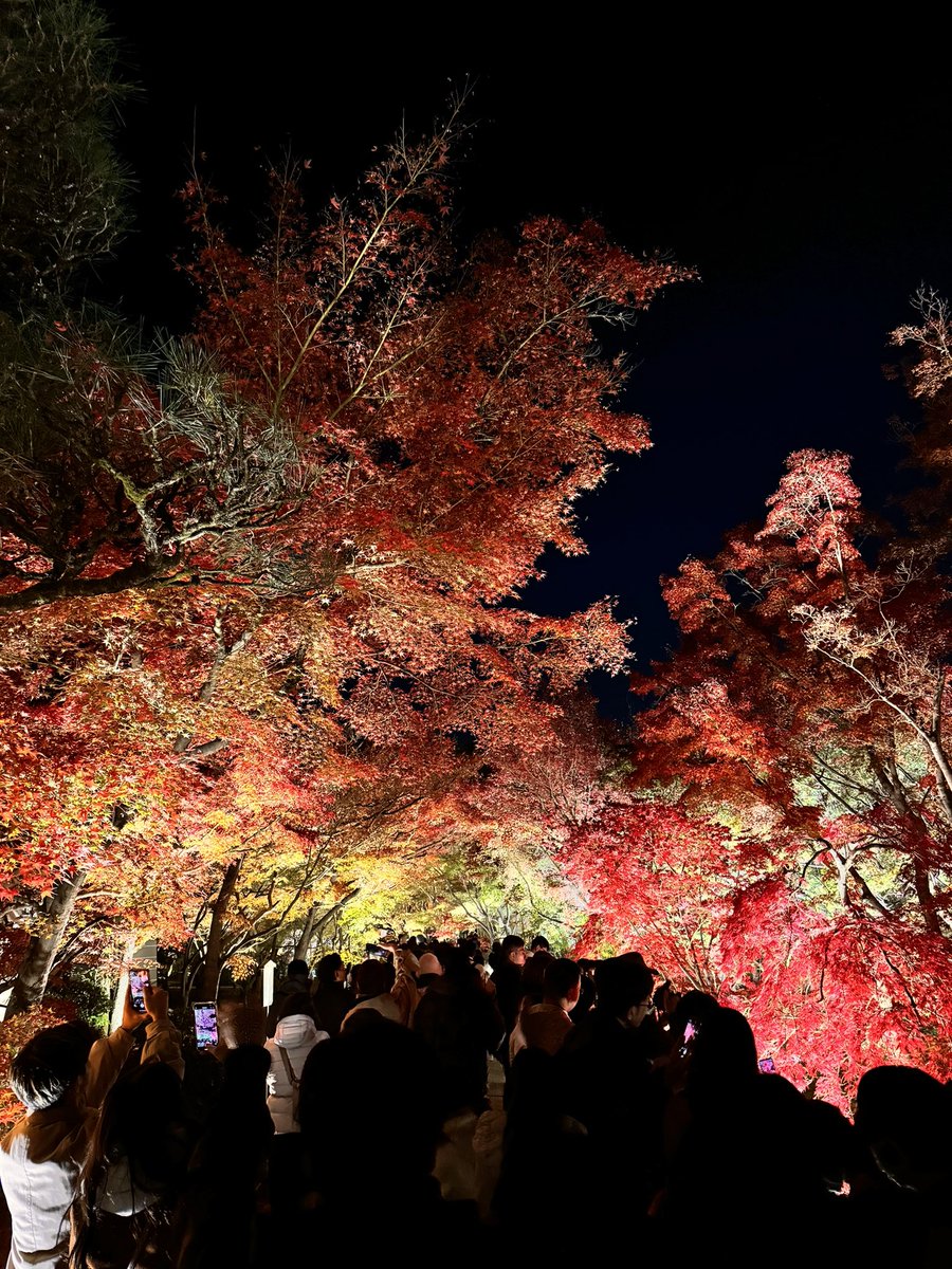 紅葉めっちゃ綺麗やった！！