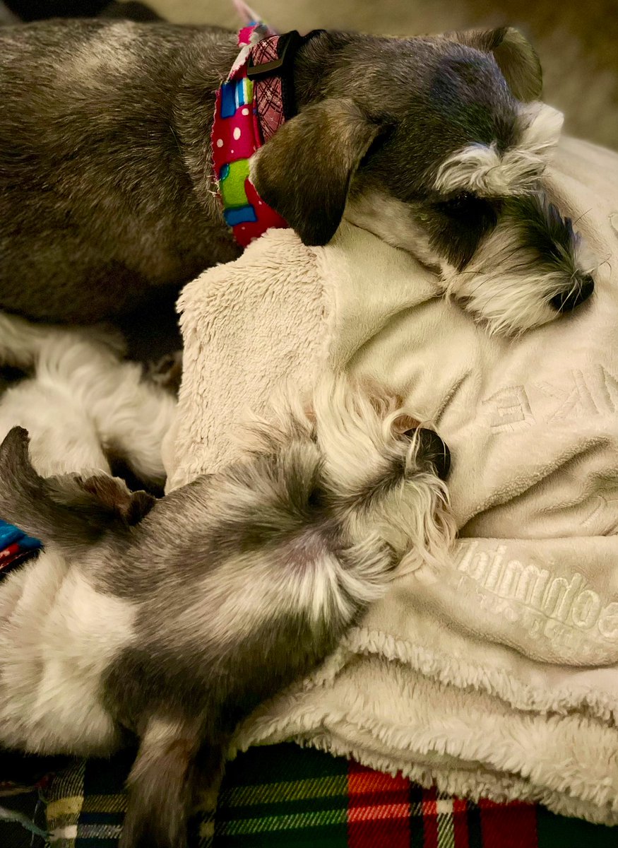 Burkeeboy's tweet image. If you see this, post a dog.