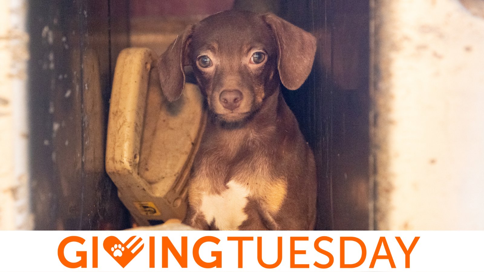Aspca give cheap away dog