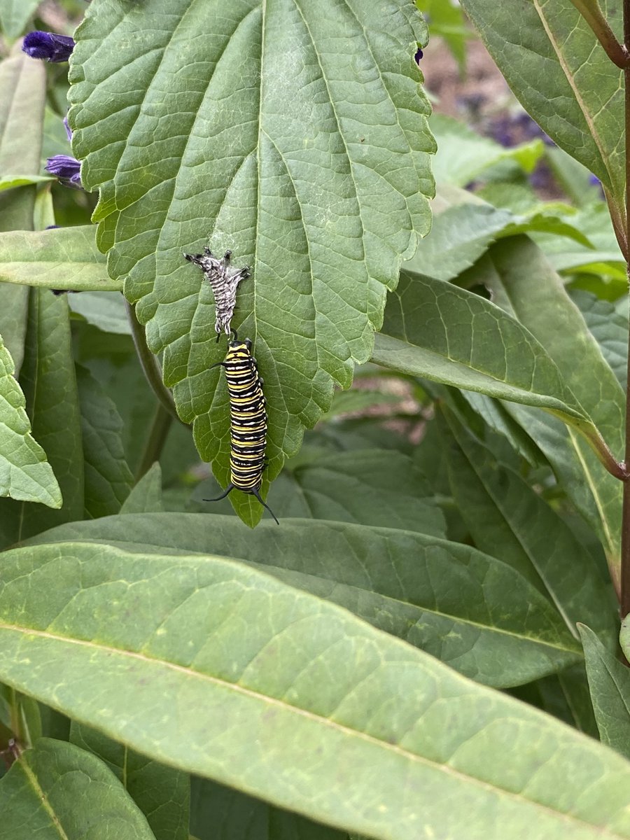 Maria Paoli-Vega (@mspaolivegartgg) on Twitter photo I can’t wait to show second graders <a href="/MatzkeElemCFISD/">Matzke Elementary</a> these real life specimens that look just like our lesson! There’s nothing like experiential learning! Happy Garden Day! <a href="/readygrowgarden/">Ready to Grow Garden</a> <a href="/CFISDScience/">CFISD Science</a> <a href="/CyFairISD/">Cypress-Fairbanks ISD</a> <a href="/KelliBlankenbur/">Kelli Blankenburg</a> <a href="/Mrs_Palmer_832/">Nicole Palmer</a>
#outdooreducation #schoolgarden I can’t wait to show second graders <a href="/MatzkeElemCFISD/">Matzke Elementary</a> these real life specimens that look just like our lesson! There’s nothing like experiential learning! Happy Garden Day! <a href="/readygrowgarden/">Ready to Grow Garden</a> <a href="/CFISDScience/">CFISD Science</a> <a href="/CyFairISD/">Cypress-Fairbanks ISD</a> <a href="/KelliBlankenbur/">Kelli Blankenburg</a> <a href="/Mrs_Palmer_832/">Nicole Palmer</a>
#outdooreducation #schoolgarden