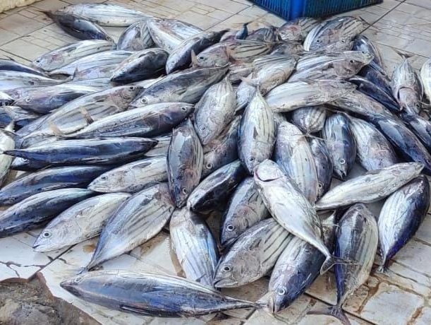 PiSunarsi's tweet photo. Selasa, 28/11/23. Sunarsi Ibrahim. Luhkan Kabupaten Halmahera Selatan, melaporkan hasil tangkap ikan cakalang  pak Asis sebesar
 95 kg  dengan harga jual 
Rp. 20.000/kg
#GiatLuhkanSatminkalAmbon 
@BP3_Ambon 
#luhlapor 
#Tagkap https://t.co/FW8RdGZJna