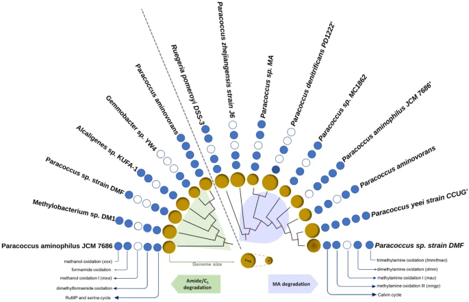 yakzaf's tweet photo. Genomic profiling and characteristics of a C1 degrading heterotrophic fresh-water bacterium Paracoccus sp. strain DMF. #ArchivesOfMicrobiology #Paracoccus #C1degrading https://t.co/v0gzypzlPf @IITKanpur @DBT_inStem @nitsathy @gbrc_gujarat https://t.co/7XZMJ2L13T
