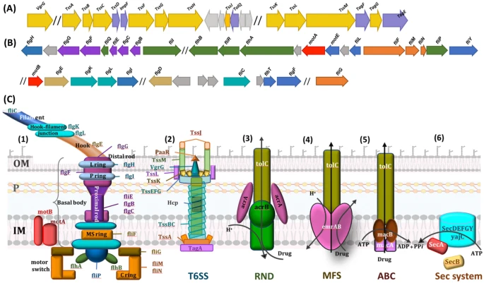 yakzaf's tweet photo. Genomic profiling and characteristics of a C1 degrading heterotrophic fresh-water bacterium Paracoccus sp. strain DMF. #ArchivesOfMicrobiology #Paracoccus #C1degrading https://t.co/v0gzypzlPf @IITKanpur @DBT_inStem @nitsathy @gbrc_gujarat https://t.co/7XZMJ2L13T