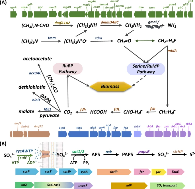 yakzaf's tweet photo. Genomic profiling and characteristics of a C1 degrading heterotrophic fresh-water bacterium Paracoccus sp. strain DMF. #ArchivesOfMicrobiology #Paracoccus #C1degrading https://t.co/v0gzypzlPf @IITKanpur @DBT_inStem @nitsathy @gbrc_gujarat https://t.co/7XZMJ2L13T