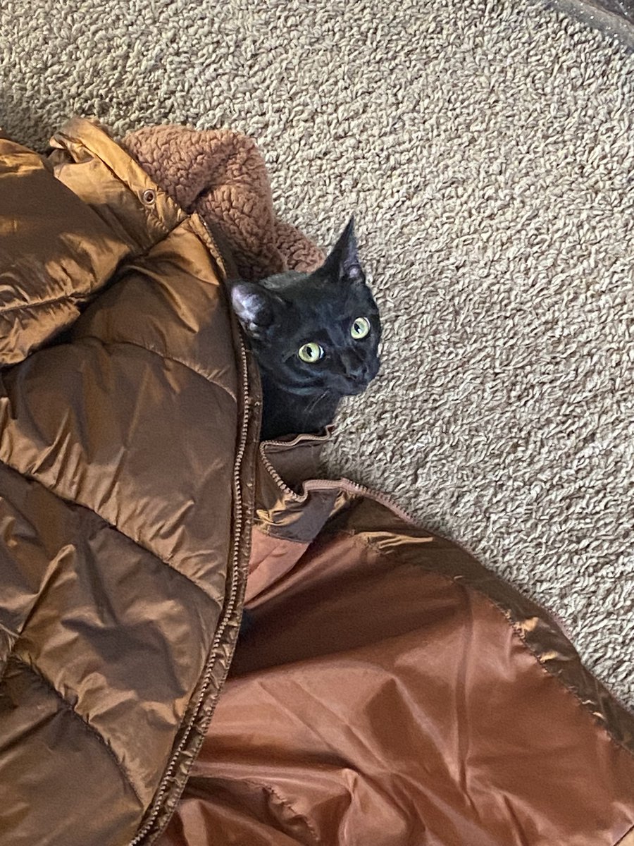 jolenecatto's tweet photo. Wintor time and hooman didn’t cleen thembs shoess and left thembs jacket on ground we are judgin https://t.co/B18uyo9zPQ
