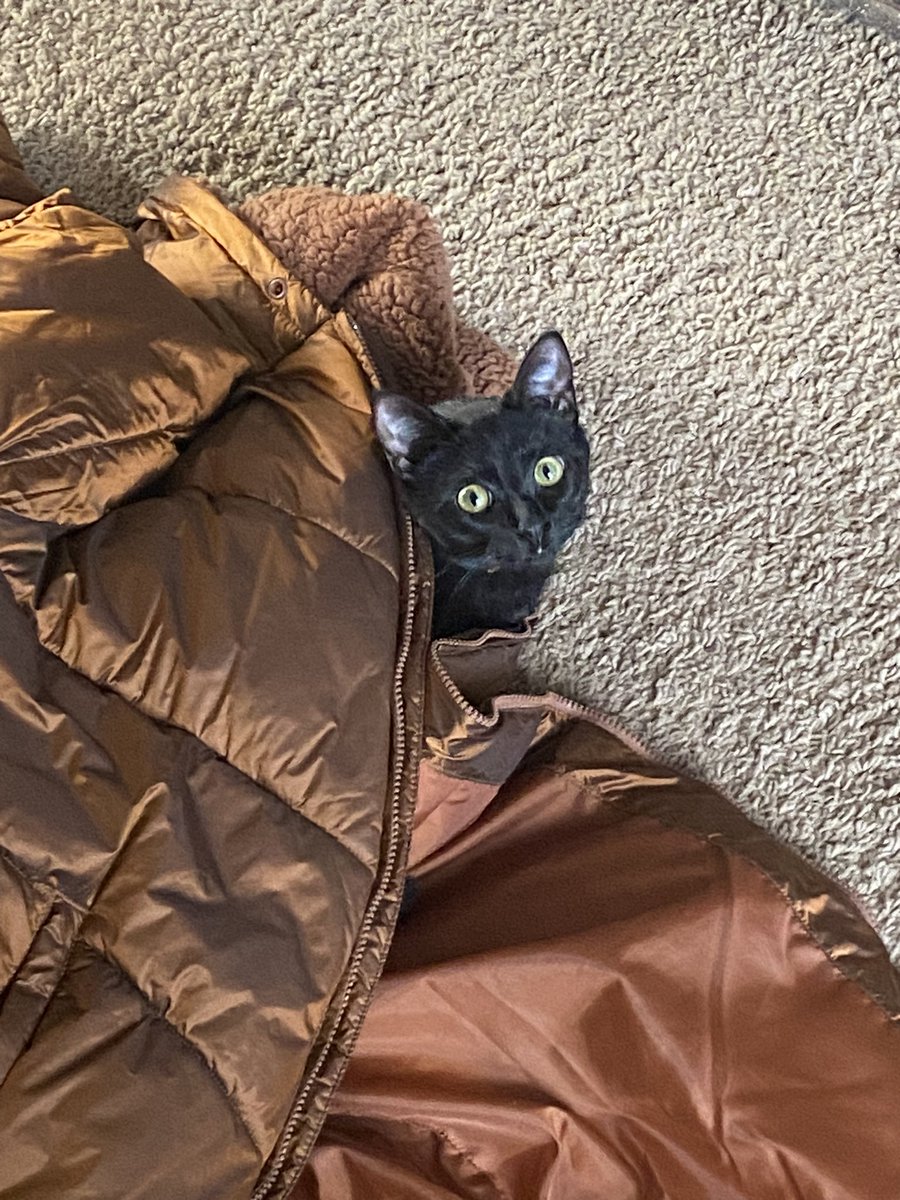 jolenecatto's tweet photo. Wintor time and hooman didn’t cleen thembs shoess and left thembs jacket on ground we are judgin https://t.co/B18uyo9zPQ
