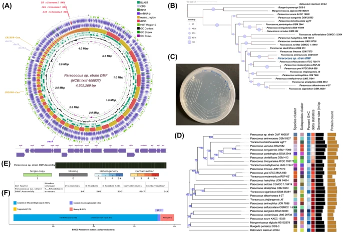 yakzaf's tweet photo. Genomic profiling and characteristics of a C1 degrading heterotrophic fresh-water bacterium Paracoccus sp. strain DMF. #ArchivesOfMicrobiology #Paracoccus #C1degrading https://t.co/v0gzypzlPf @IITKanpur @DBT_inStem @nitsathy @gbrc_gujarat https://t.co/7XZMJ2L13T