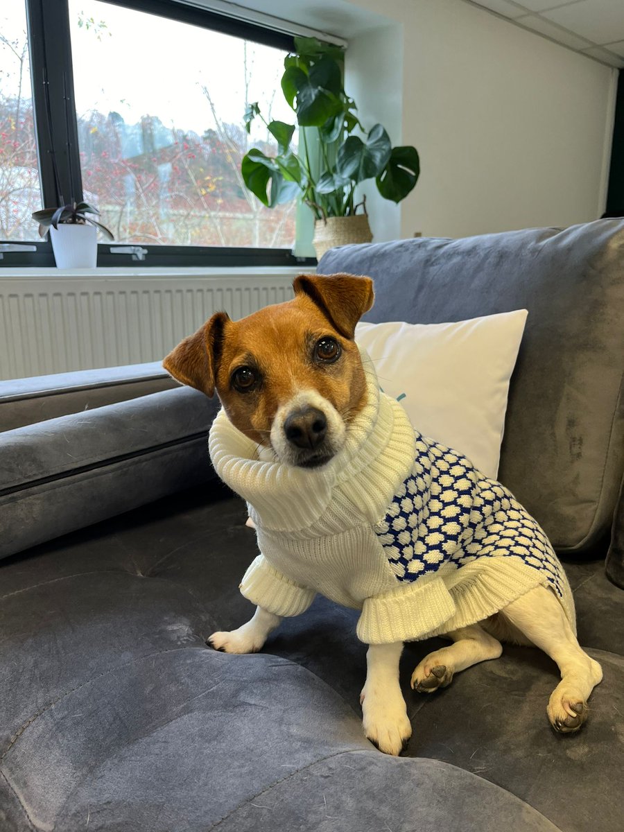 Bev, our office dog, loved the informal brainstorming session this morning with Ruff - Personalised Dog Accessories.
Get yours ruffandco.co.uk/.../personalis…... 
#personaliseddoggifts #petlovers #pawsomestyle #marketing #agencylife