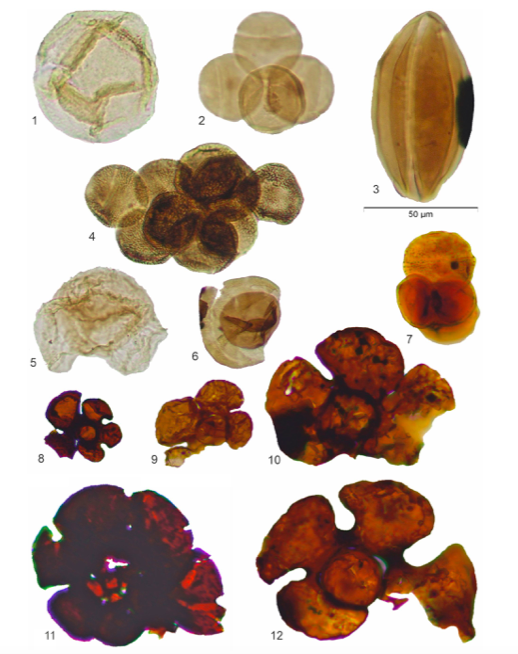 AsiaPaleofloras's tweet photo. #Palynology and #palynofacies studies in the lowermost #Jurassic of the #Lusitanian Basin (Pereiros Formation of the Silves Group), #Portugal: evidence of the first transgressive episode
https://t.co/MMP14OXjxZ https://t.co/GZ4loRtjRZ