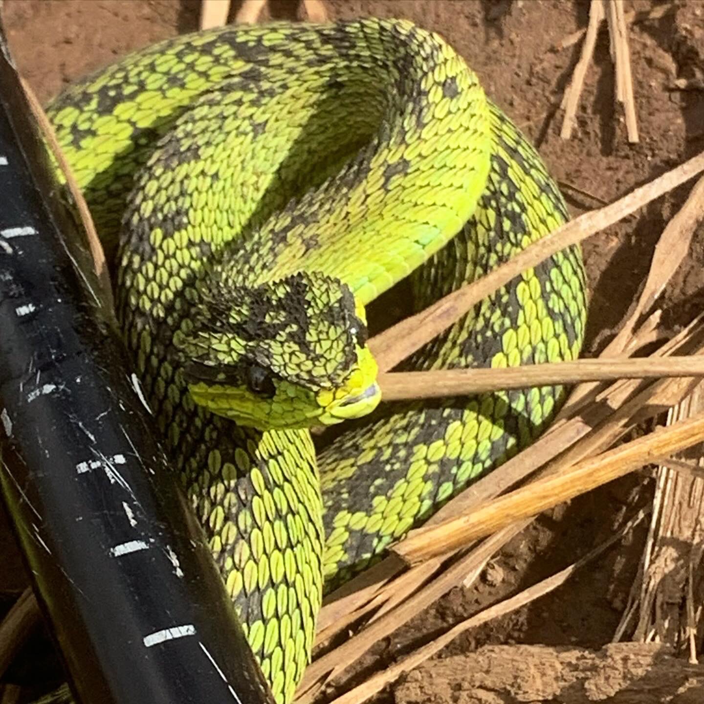 The Great Lakes bush viper (Atheris nitschei) is spectacular snake