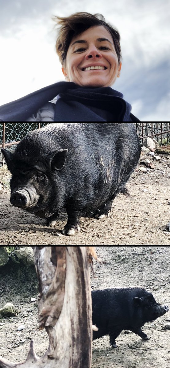 Pigs are the new black 🖤