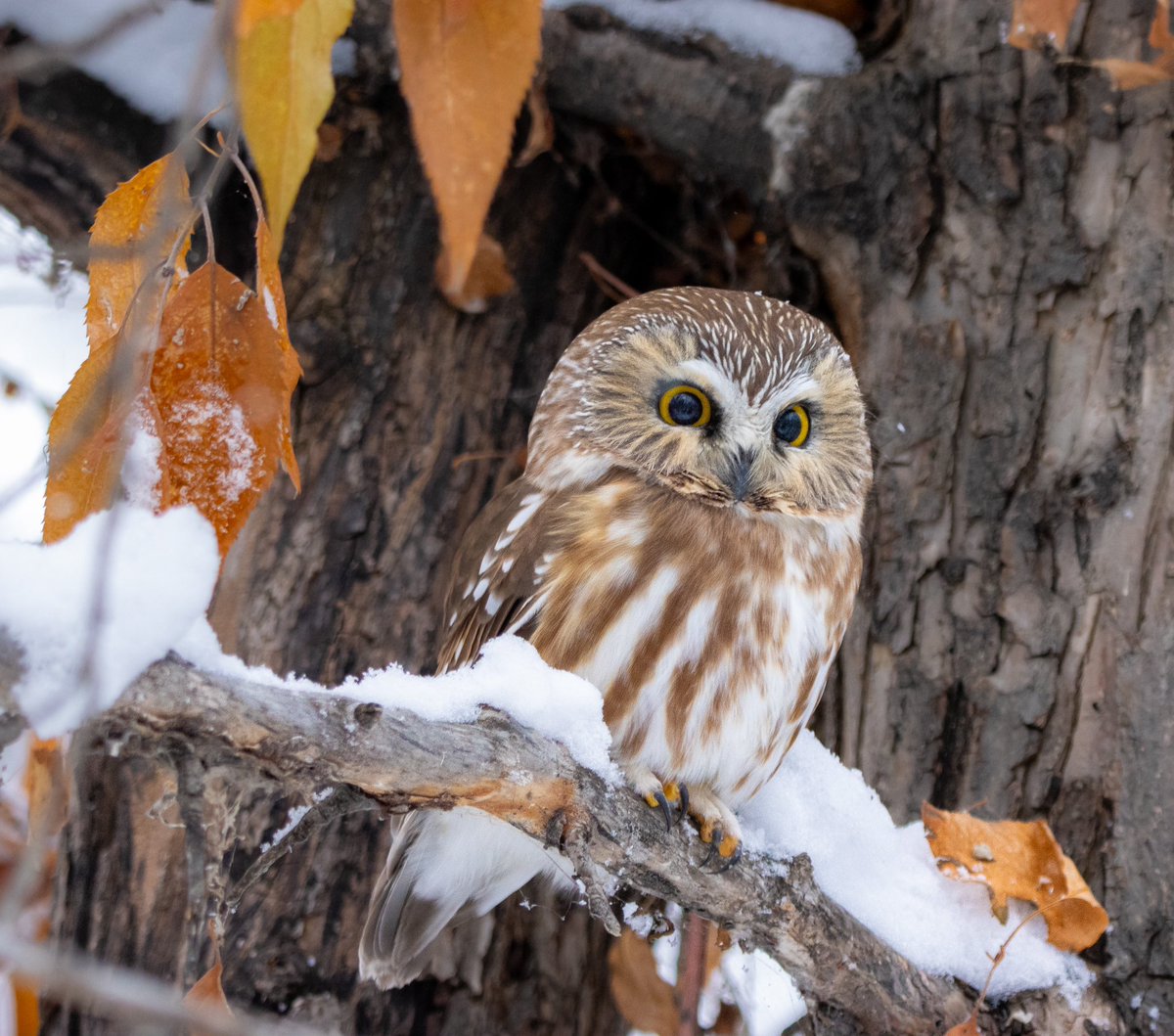 Time for another #tinytuesday here’s a 6 inch Saw Whet about to murder a chickadee… how sweet…