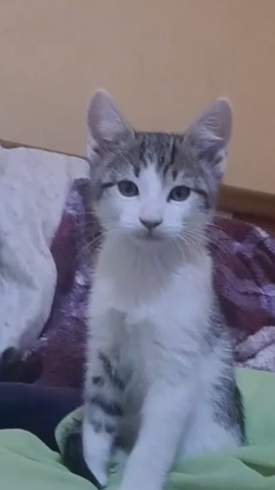 snacatit's tweet photo. A MI NOVIA LE REGALARON UN GATITO
tiene cara de flojo, se llama tabby y tiene 2 meses https://t.co/QyZidbbxAd
