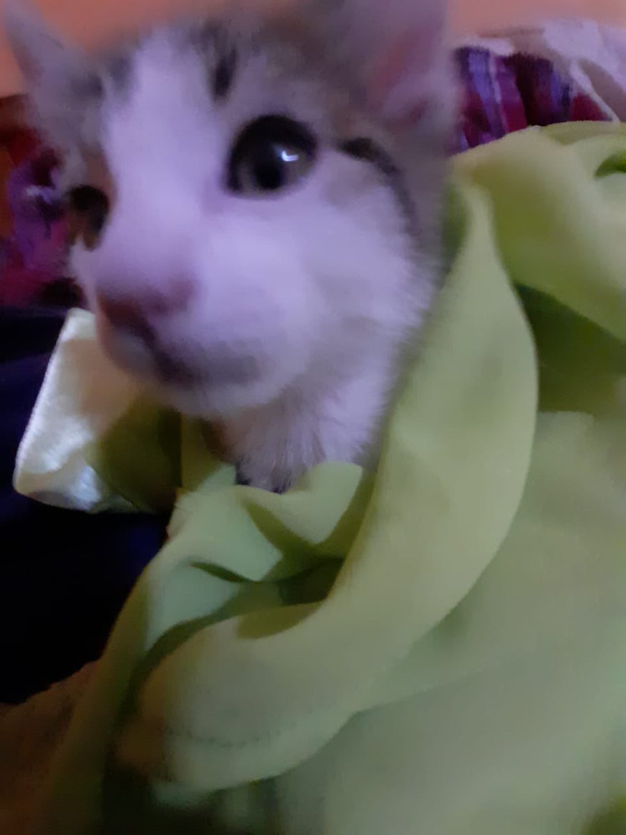 snacatit's tweet photo. A MI NOVIA LE REGALARON UN GATITO
tiene cara de flojo, se llama tabby y tiene 2 meses https://t.co/QyZidbbxAd