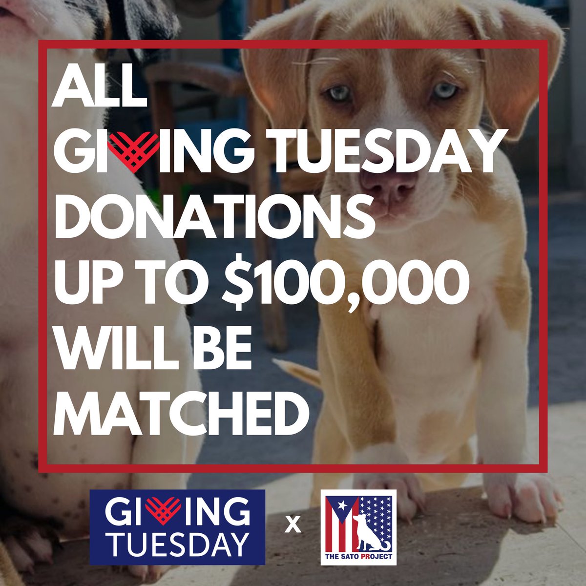 TheSatoProject's tweet photo. Today marks #GivingTuesday, a global movement of generosity. 

Link to donate: https://t.co/rvNeHZFhSi

Give today to stand in our #SatoStrong corner. We can’t come out swinging in the new year without you 🥊🙏🐾 https://t.co/6TT4wpnzlY
