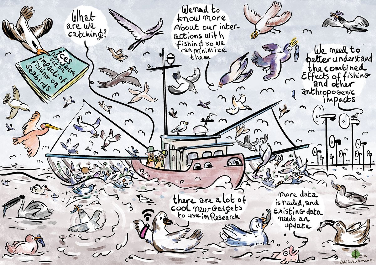 🦅🎣 Learn about the impacts of fishing on seabirds and the conservation challenges they face in the latest ICES Journal of Marine Science themed set. Fishing remains one of the biggest threats to seabirds around the world.

Dive in ➡️ ices.dk/news-and-event…

Cartoon <a href="/baskohler/">Bas Köhler</a>