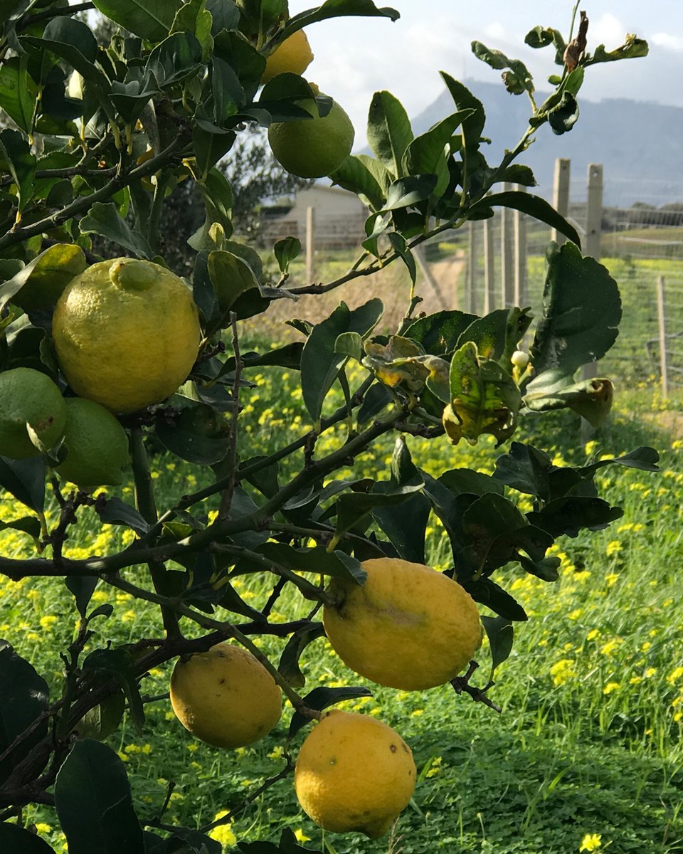 Folkington's tweet media