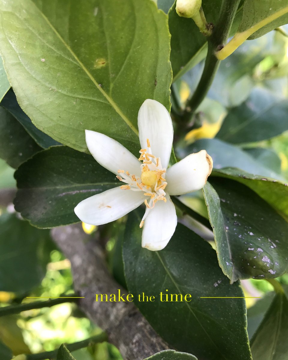 Folkington's tweet media