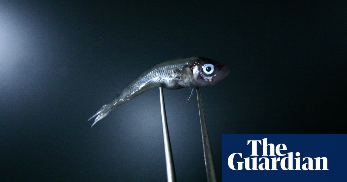 The Continuous Plankton Recorder (CPR) Survey (@cprsurvey) on Twitter photo Historically overfishing was the main factor affecting cod populations, but now recent research using CPR Survey data, reveals rising ocean temperatures are having dire effects on their ability to reproduce. This article in the <a href="/guardian/">The Guardian</a> explores the issue buff.ly/3uBQB9W Historically overfishing was the main factor affecting cod populations, but now recent research using CPR Survey data, reveals rising ocean temperatures are having dire effects on their ability to reproduce. This article in the <a href="/guardian/">The Guardian</a> explores the issue buff.ly/3uBQB9W