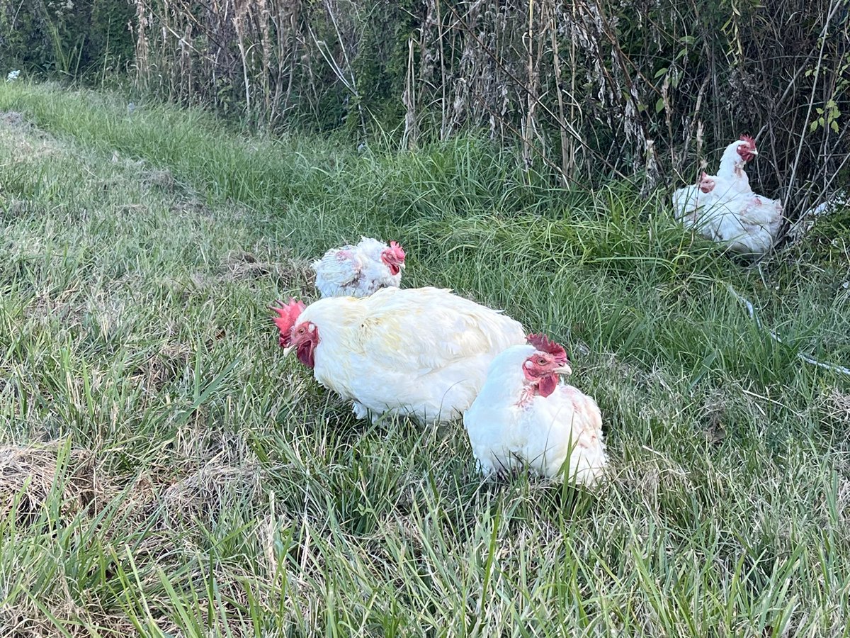 oliviavidaltv's tweet photo. 18-wheeler carrying live chickens overturns on I-59 near picayune. https://t.co/DdU0M9gAOo