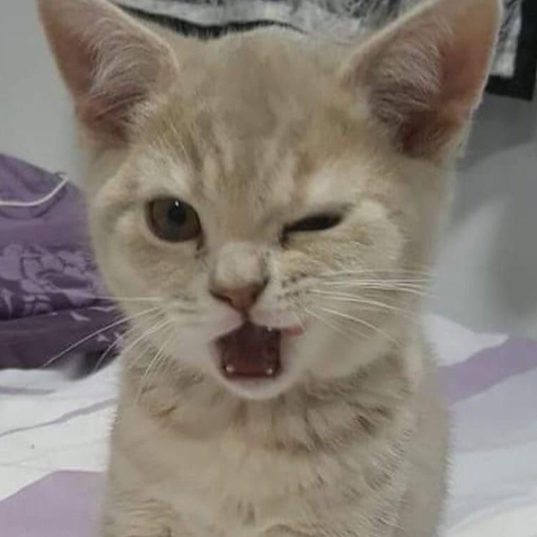 윙크겁나못해 울집고양이  ◠ ̫◠ ..