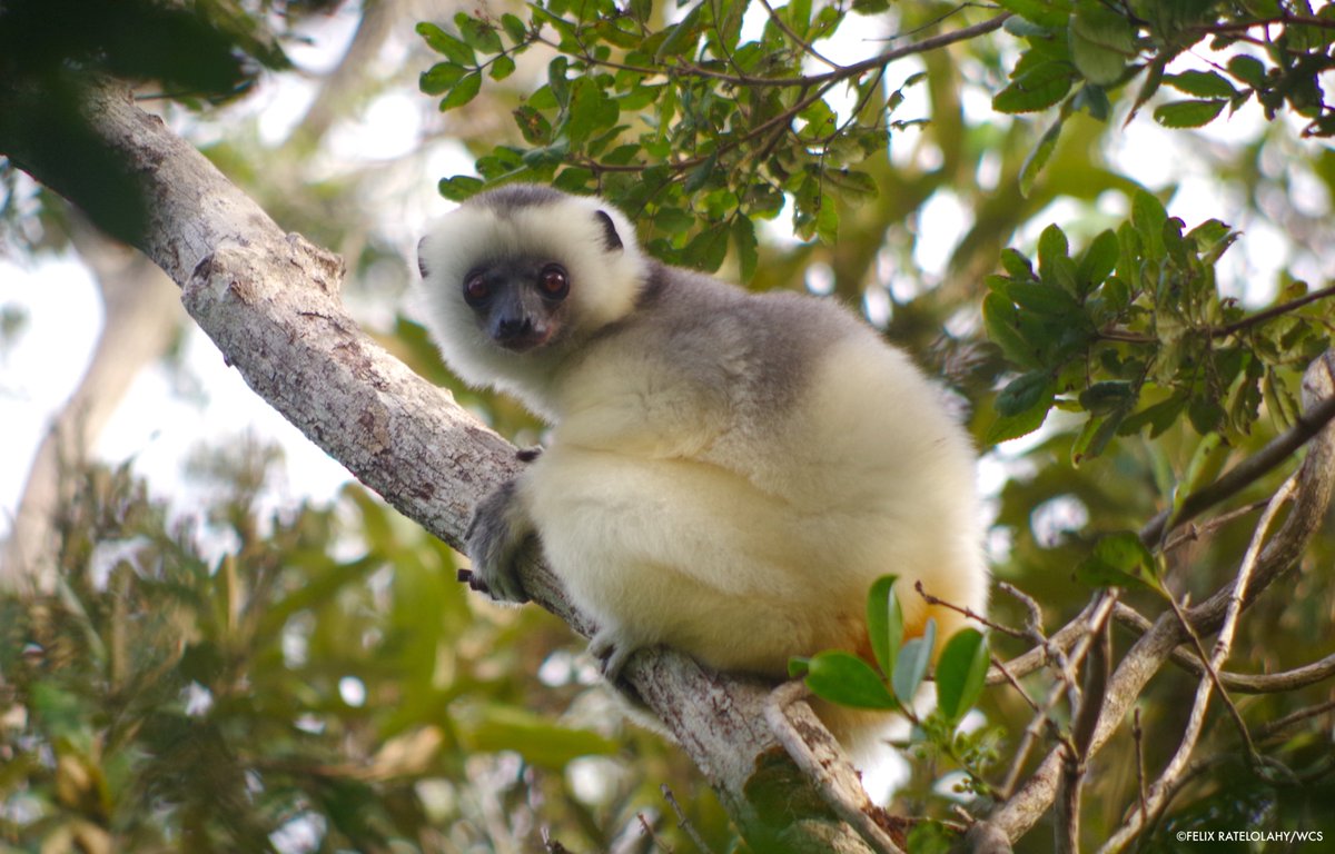 Madagascar’s Makira-Masoala wilderness has been awarded a $1M annual grant through an agreement between @LL_Fund, WCS, with support from @ArcadiaFund. LLF’s perpetual funding model helps preserve the integrity of climate-critical rainforests and supports ecosystem services.