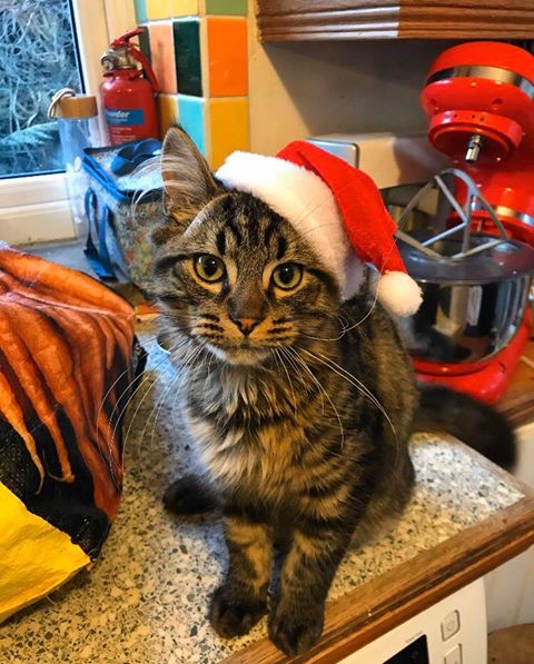 🎅Is there anything cuter than a cat in a Santa hat? We don't think so! Angues was re-homed a few years ago now we hope he is doing well! 🎅 #19DaysTillChristmas