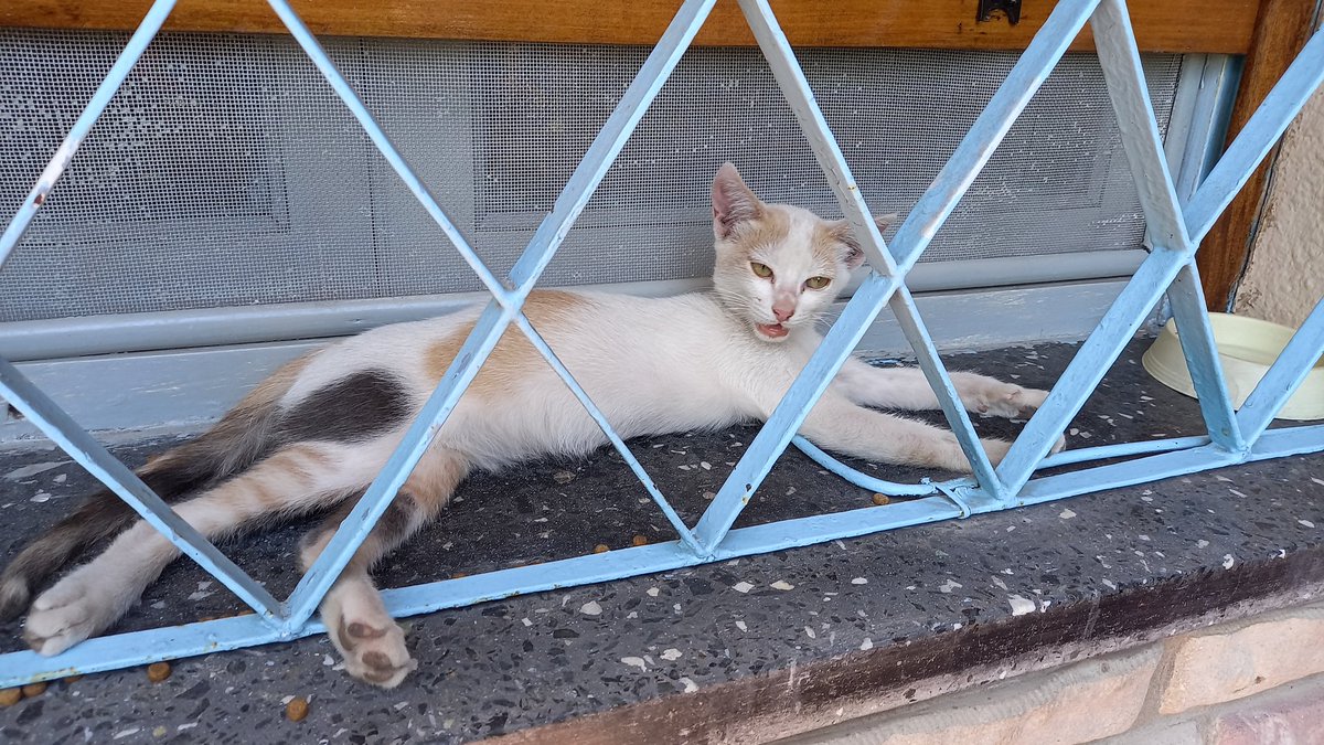 Se quiere quedar en cas...pero tengo tres gatos y tres perros ¿ Hay alguien de por aquí que la quiera? Es cachorrita,mimosa,pequeña,debe tener 3 meses.
Soy de Zona Sur . Si alguien la quiere ¿ me avisa?
Les agradezco RT