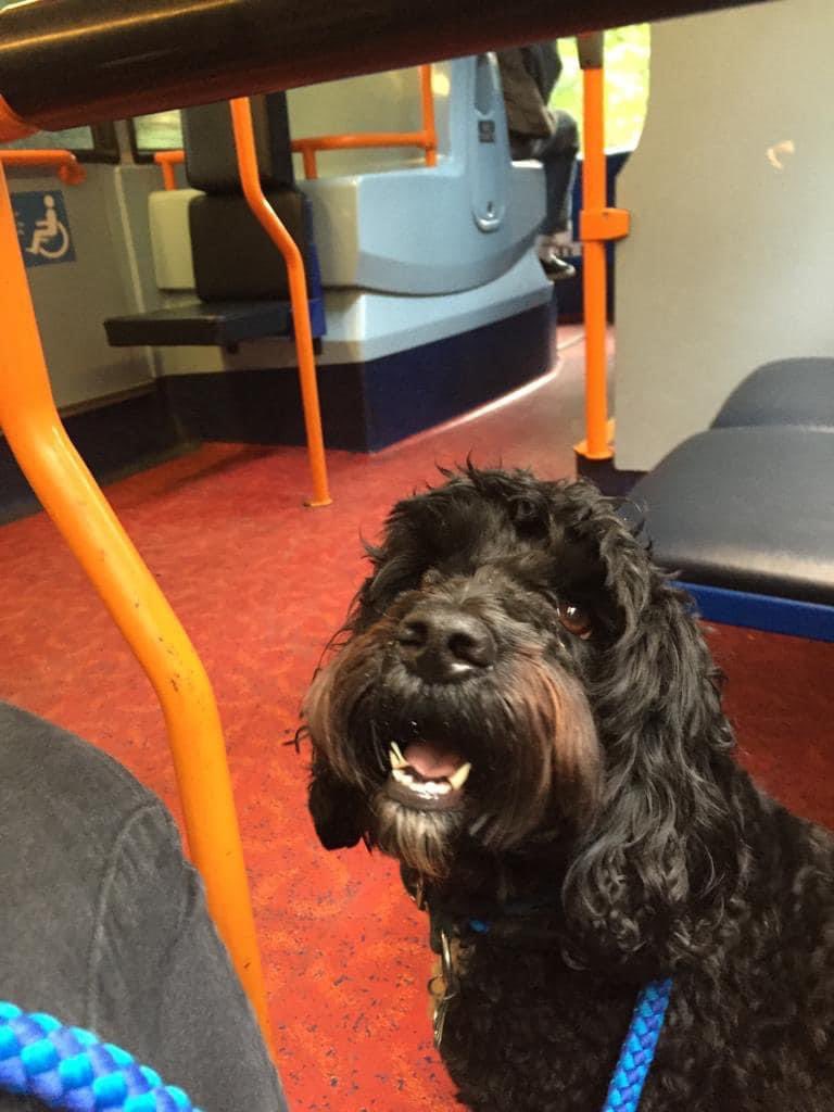 BreazeHealth's tweet photo. Monty is our loveable and hypoallergenic office dog 🐶

His poodle-like hairs support each other and remain on the coat, meaning he sheds less dander than the average dog and reduces allergy-like symptoms! 🤧 https://t.co/TAcjzsAMeW