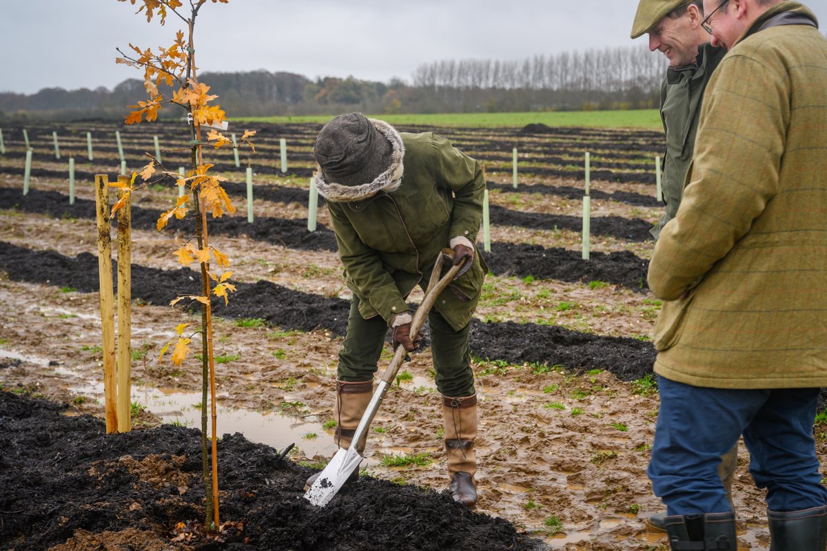 RoyalFamily's tweet photo. The Queen, as Colonel-in-Chief of @TheRoyalLancers, has joined soldiers from the Regiment as they plant 1000 oak saplings on the Sandringham Estate, in memory of Queen Elizabeth II. https://t.co/bFRe30d10D