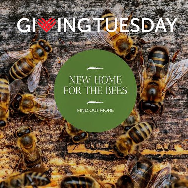 Happy Giving Tuesday! Today, we have an opportunity to achieve something incredible by meeting the target for our honeybee rewilding campaign on Kickstarter. Please show your support and pledge to our project at kickstarter.com/projects/lacri… @GivingTuesdayUK #GivingTuesday