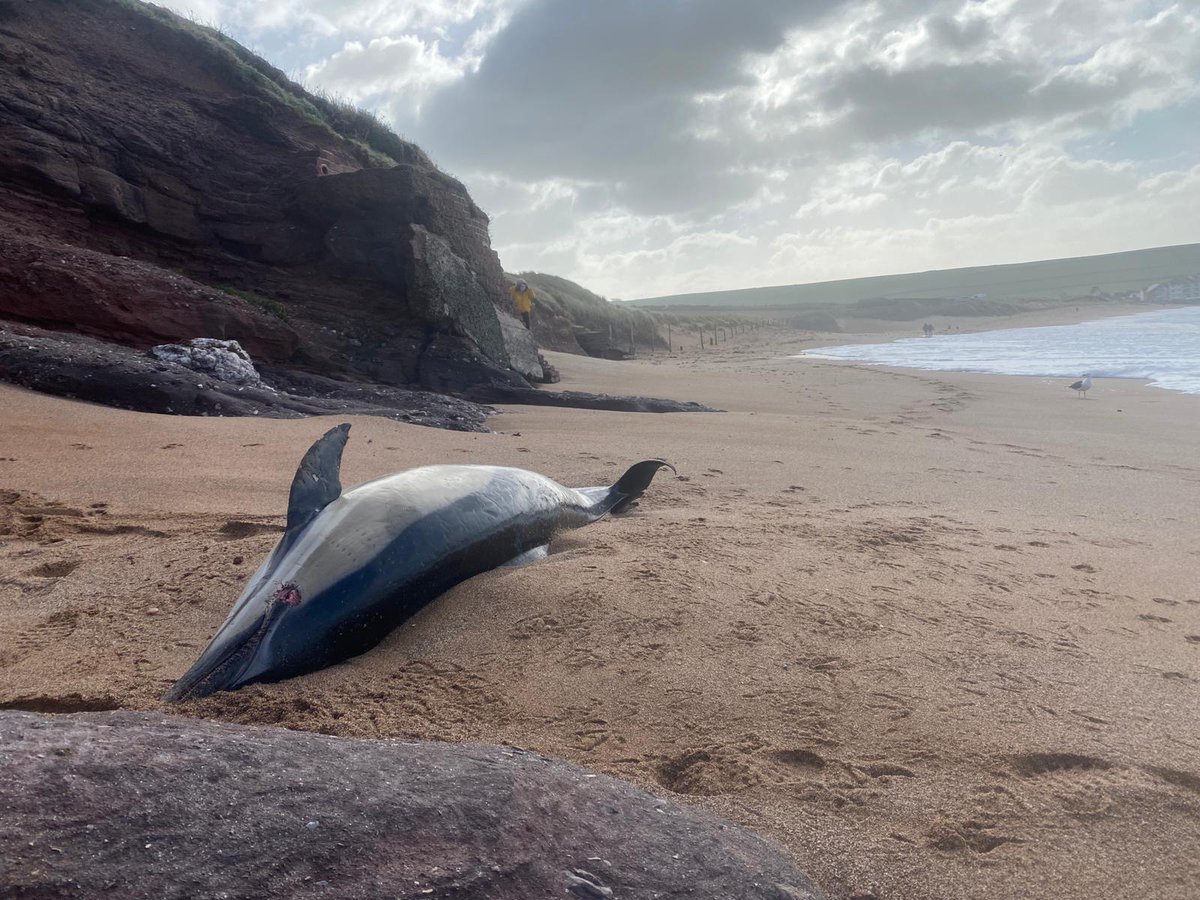 Really pleased to see this significant #CSIOfTheSea paper published today in <a href="/EnvSciTech/">Environmental Science & Technology Journals</a>. Led by my CSIP colleague <a href="/RosieSWilliams1/">Rosie Williams</a> with <a href="/CefasGovUK/">Cefas</a> and multiple other partners- long term #contaminants monitoring in multiple UK stranded marine mammals. #pollutionisstillaproblem