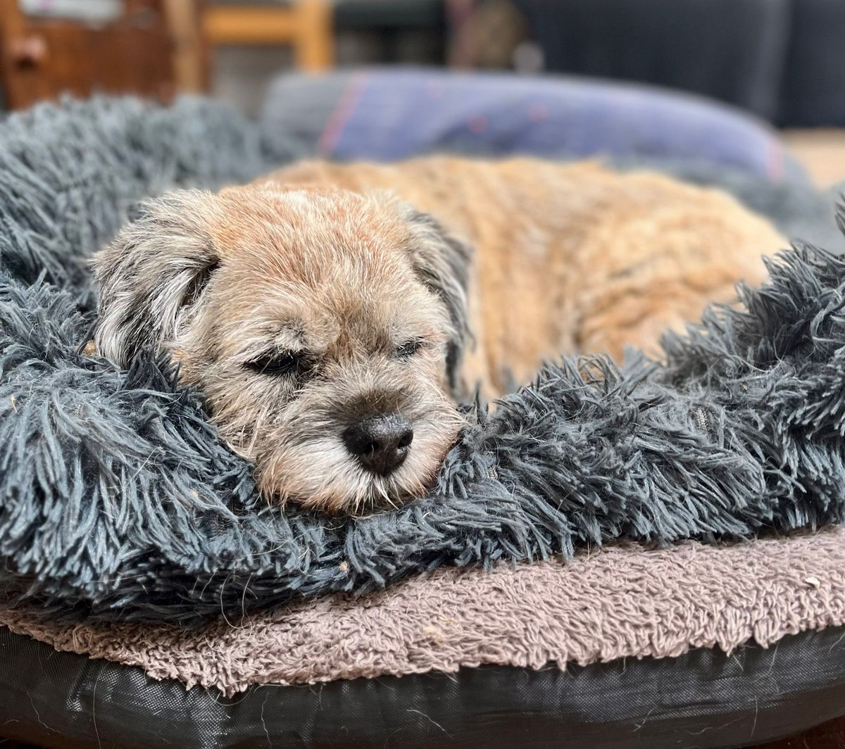 awmyth's tweet photo. My little Dottie girl left me. 
Last evening she went over to the other side. 

So many memories. Fifteen years of them. 
Leaving me in tears. 

I cannot move her bed, in case her doggie spirit comes to snuggle up in her comfort zone. https://t.co/dpY07rNSHH
