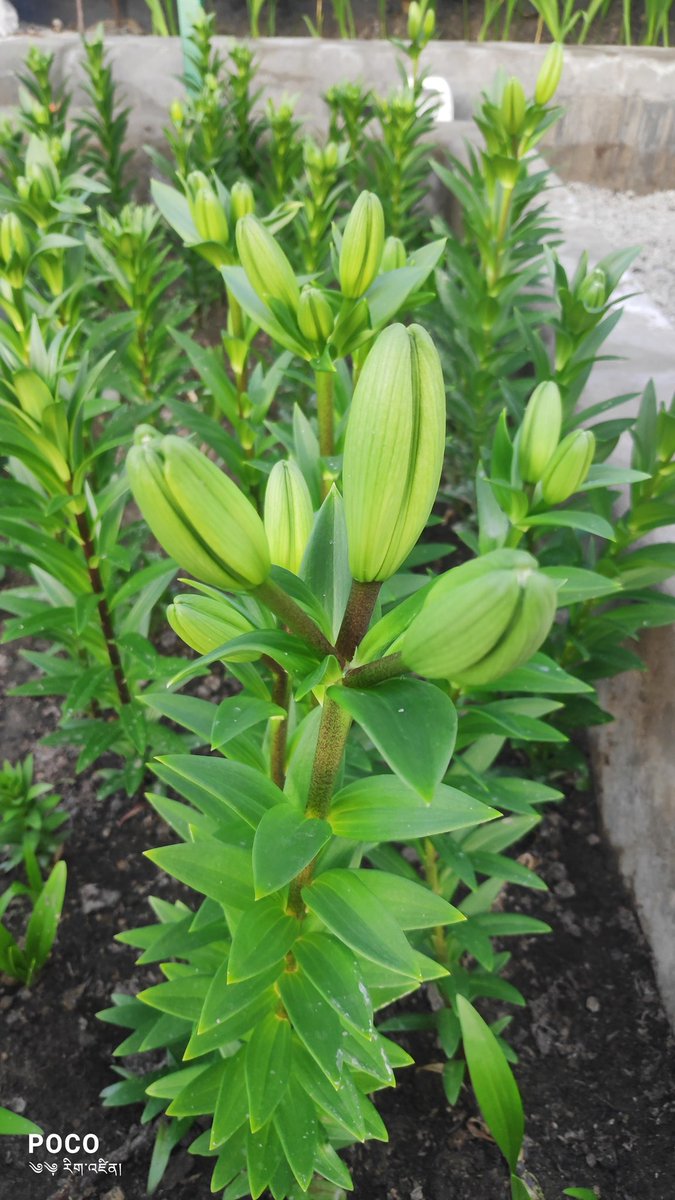First bloom of Gladiolus flower and budding of Lilium flower under "Ladakh Polycarbonate Green house". Growing well under sub zero temperature in Ladakh ❄️🌨️
#missionfloriculture
<a href="/lg_ladakh/">LG Ladakh</a> <a href="/tashi_gyalson/">Tashi Gyalson</a> <a href="/Ravinder_Dangi1/">Ravinder Dangi</a> <a href="/StanChosphel/">Stanzin Chosphel</a> <a href="/Bhavya100/">Bhavya Bhargava</a> <a href="/CSIR_IHBT/">CSIR-Institute of Himalayan Bioresource Technology</a>
