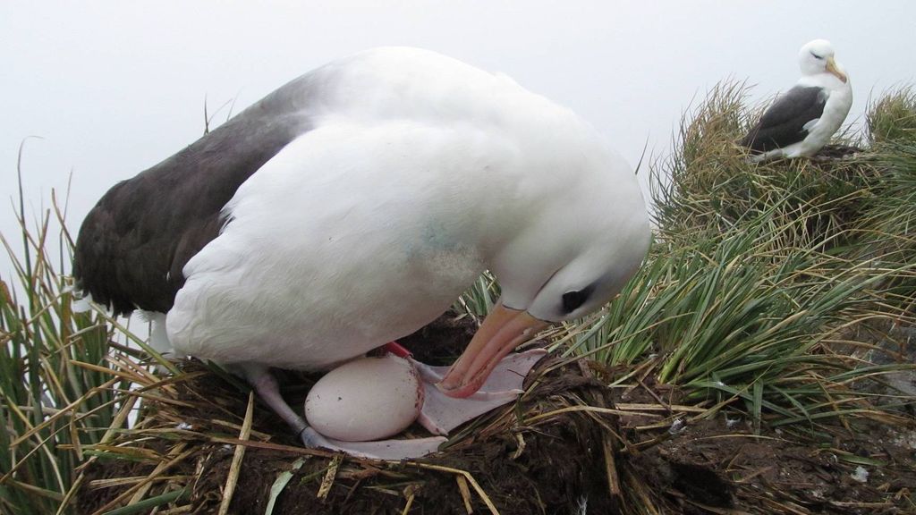 Once settled on Bird Island, female Black-browed albatrosses build nests. These are solid pillars of mud and guano, with some tussock grass and seaweed incorporated, and are re-used annually. A single egg is laid and incubated. 📸: Alex Dodds #AlbatrossTaskForce