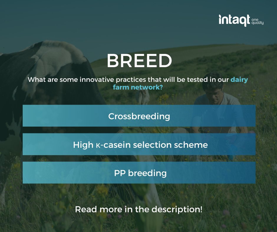 H2020_INTAQT's tweet photo. 🐄 Breed
What are some #innovativepractices that will be tested in our #dairy farm network?
•Crossbreeding
•Strategy of high κ-casein selection scheme
•PP breeding (polled cows) https://t.co/ANiafsu5QA