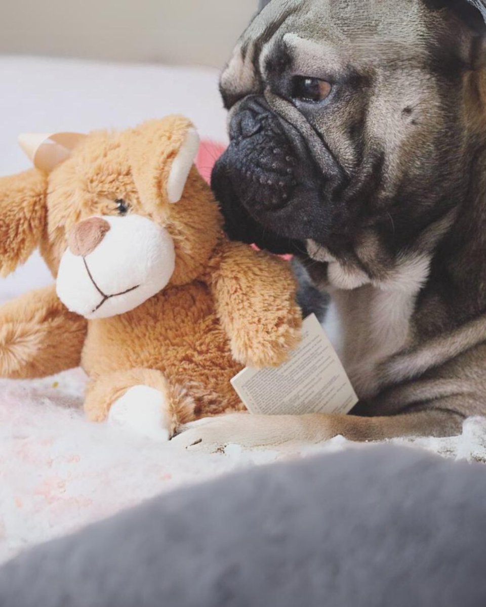 millennialEs's tweet photo. Aquí va un consejo de marketing de Gustavo: 'A veces, menos es más. No necesitas ladrar todo el tiempo. La calidad es más importante que la cantidad. 🐾 #MarketingTips #GustavoTips #frenchie https://t.co/jIEdasOCbx