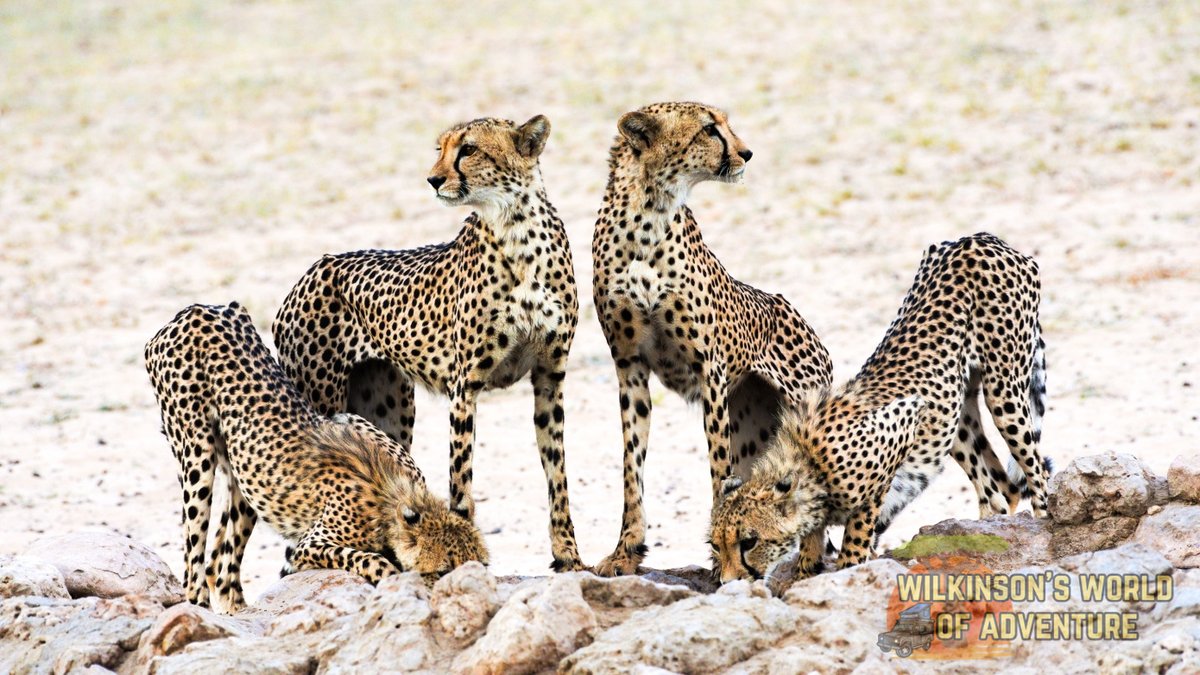 wilkinsonsworld's tweet photo. Cheetah, known for their incredible speed, these spotted predators are agile runners, essential to the savanna's ecosystem. Kgalagadi Transfrontier Park #GroupPhotography #AnimalsSeenIn2023 #WildAnimals #nikonphotography #nikonlens #wildlifephotography https://t.co/zpcELGGAeq