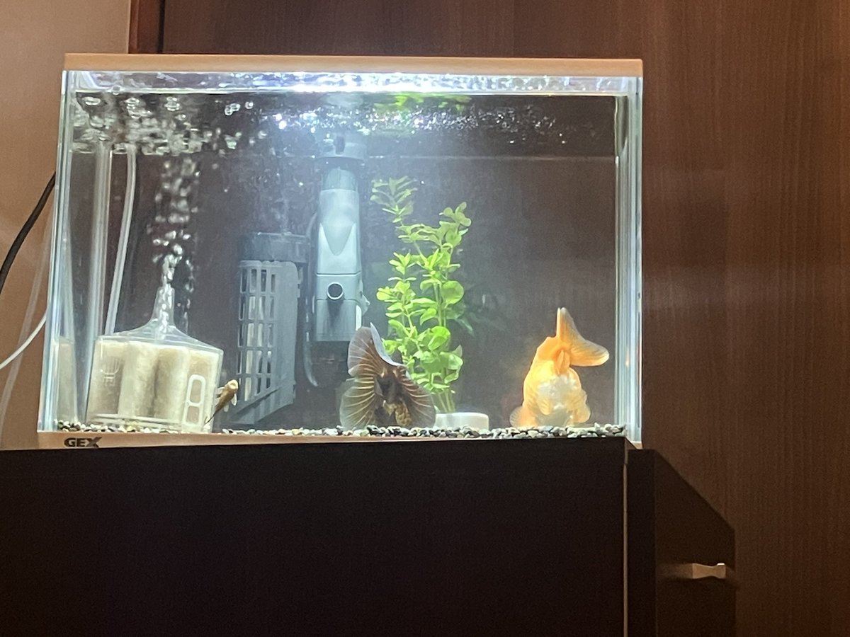 chibe_tan's tweet photo. チョコも慣れてきたので、らんちゅう水槽から同じ大きさの「りんご」を移動。♂同士でとても仲良し。
水作はミニ×2→Mに。サーフェイススキマーも導入し、濾過力up。石は体表が傷つきそうで除去。水草は食べられながらも成長中です。 #ローズテール #ローズテールオランダ #rosetail #金魚 https://t.co/zZ7DbU7f6B