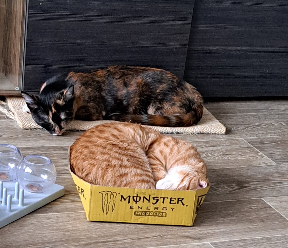 Warum habe ich den beiden eigentlich Liegeplätze gekauft? >-<