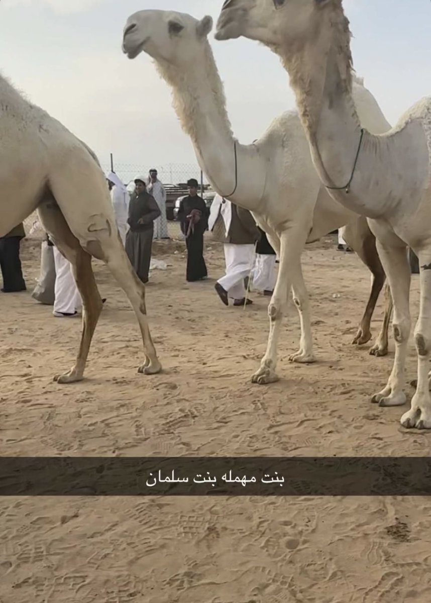 thebalq's tweet image. بنات #سلمان بعير عمير بن فهد ال روق 

لـ محمد بن باتل ابن شوق 

الحاصلة على المركز #الاول و #الثاني في #مزاين_الكويت .